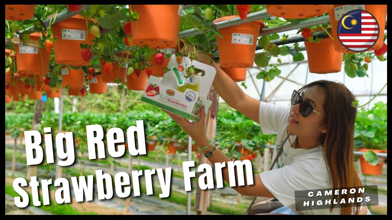 Клубничная ферма Big Red Strawberry Farm 2024 в Кэмерон-Хайлендс — обязательно к посещению
