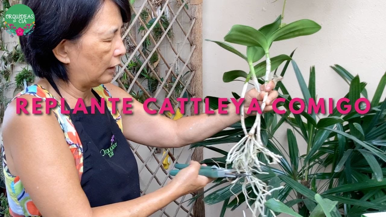 Aprenda a Replantar Touceira de Orquídea Cattleya Passo a Passo + Dicas de Cuidado e Cultivo