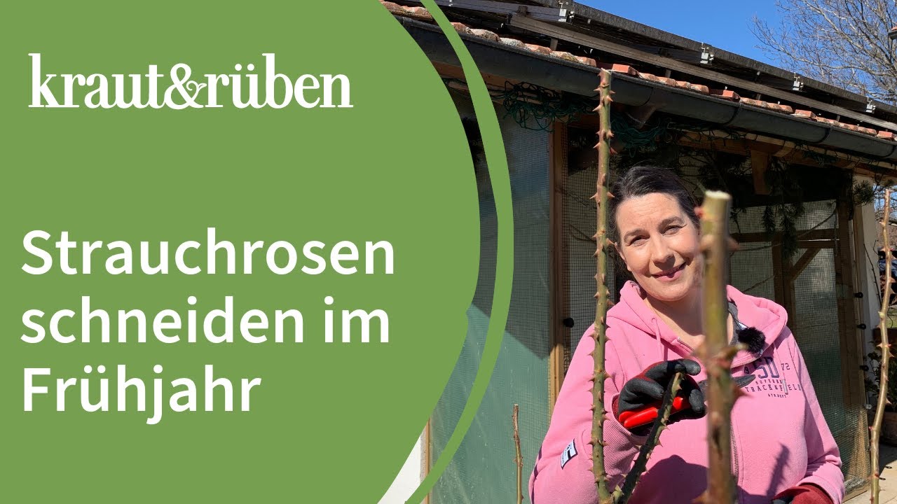 Rosen schneiden| Strauchrosen schneiden im Frühjahr