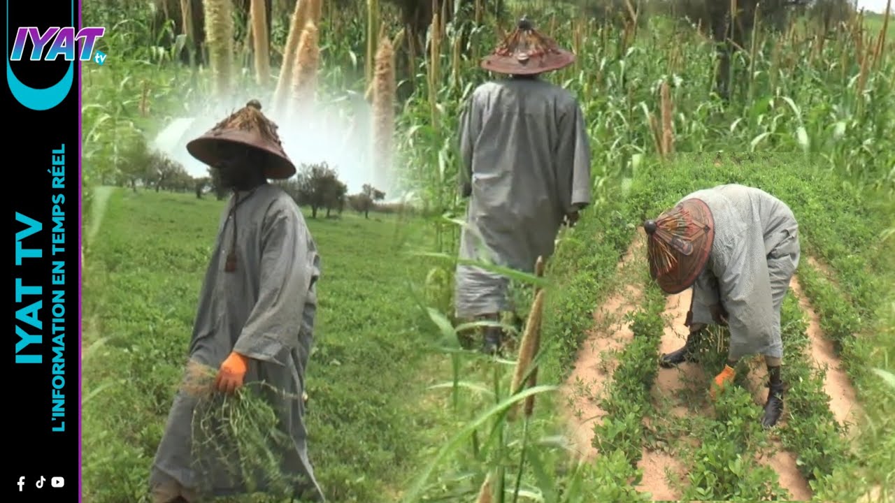 Decouvert🚨Mbacké Kadior Les champs de serigne modou gueye mbabou...