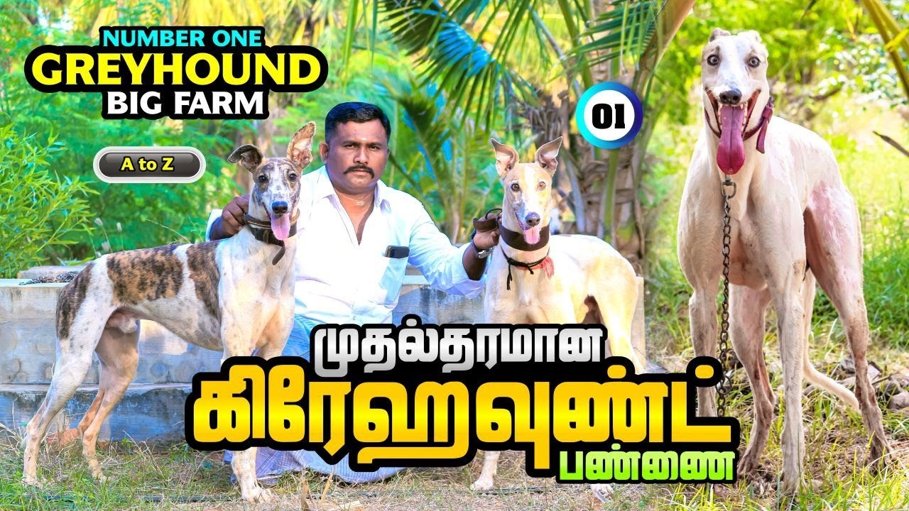 First class Greyhound dogs | GREYHOUND BIG FARM | TAMIL | A to Z | Puppy | Mating | Sale