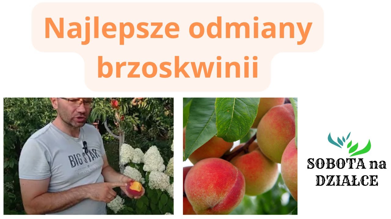 Brzoskwinie🍑 polecane na nasze działki (3 najlepsze odmiany)😉