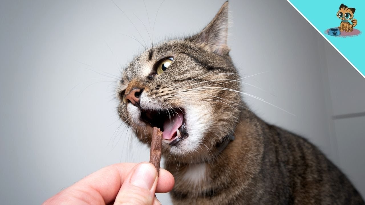 If You Do THIS, Your Cat Will NOT LIVE LONG!