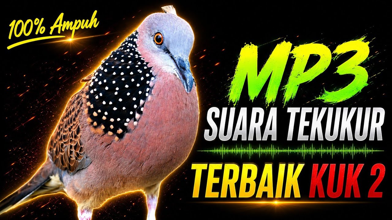 Suara Burung Derkuku Gacor Sangat Ampuh Untuk Pancingan Dan Pikat Tekukur Liar