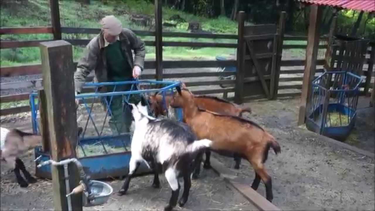 Little Farm French Alpine & Oberhasli Goats