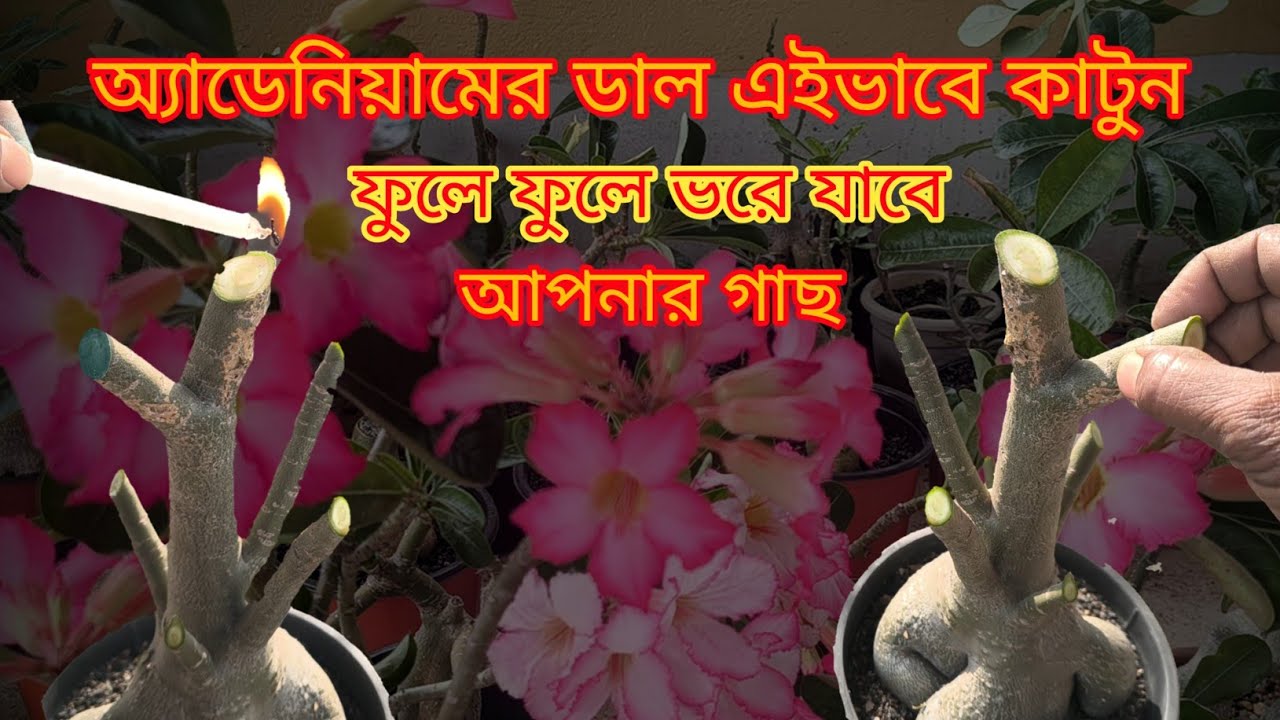 অ্যাডেনিয়াম গাছের ডালকাটার সঠিক পদ্ধতি || The correct method for pruning Adenium plants ||