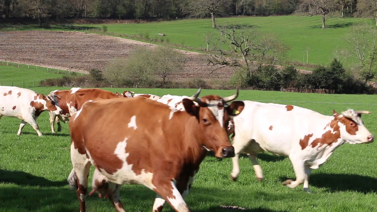 Plaw Hatch Cow Turn Out 2018
