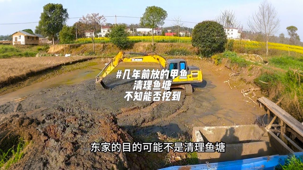 东家几年前放了一个甲鱼，这次清理鱼塘泥巴，不知道能不能挖的到，东家很想它