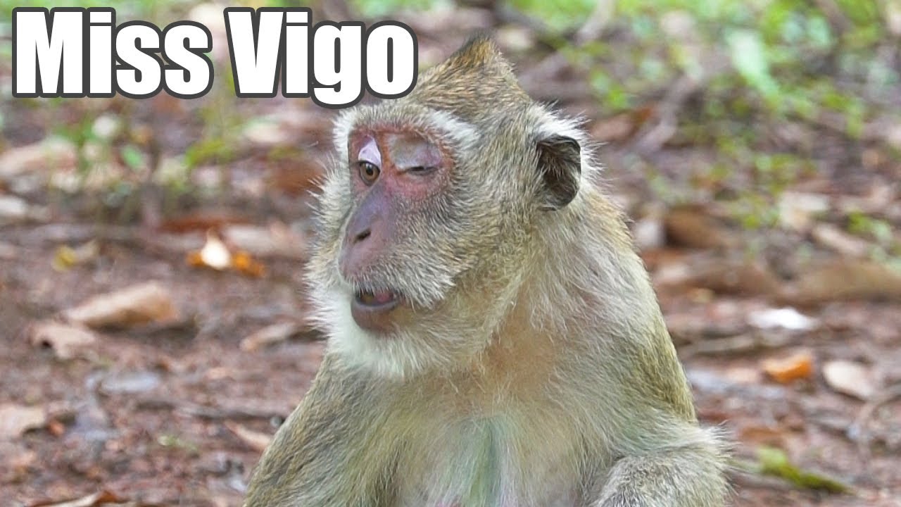 Vigas misses her baby blind Vigo, who really misses her​ [ Vigo I Need You ]