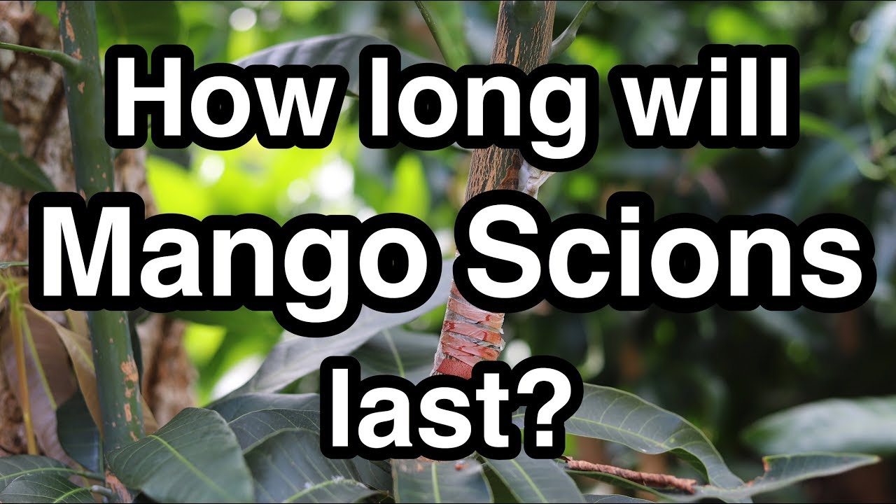 How long will Mango Scions last?