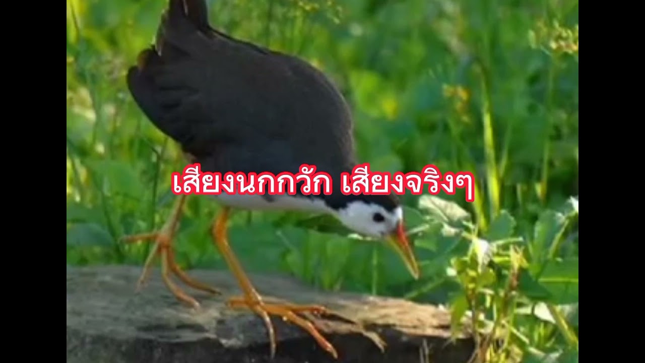 เสียงนกกวักเสียงจริงๆ30เมษายน2023