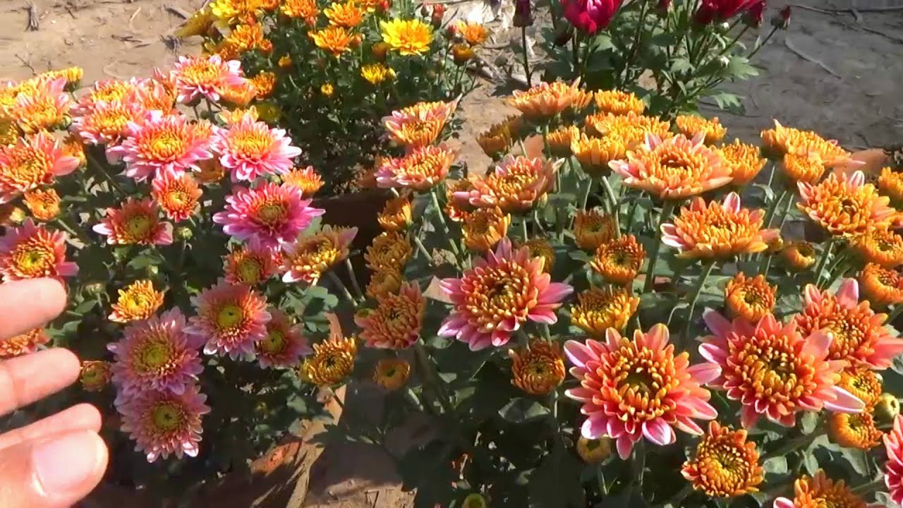 Chrysanthemum plant care | Beautiful flowering plant | Gul e Daudi