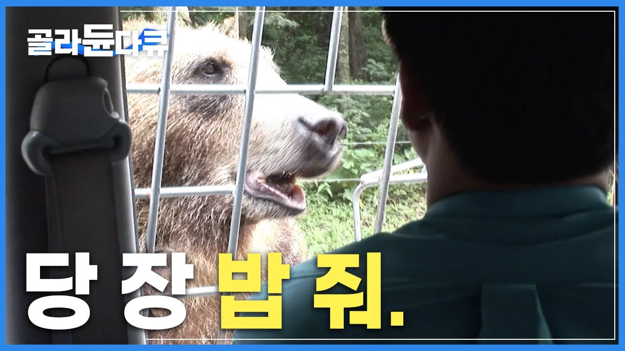 경력은 중요치 않다. ‘매일 처음처럼 긴장감 유지’ | 사파리 맹수들 밥 챙겨주기 | 극한직업 | 동물원 사육사 | #골라듄다큐