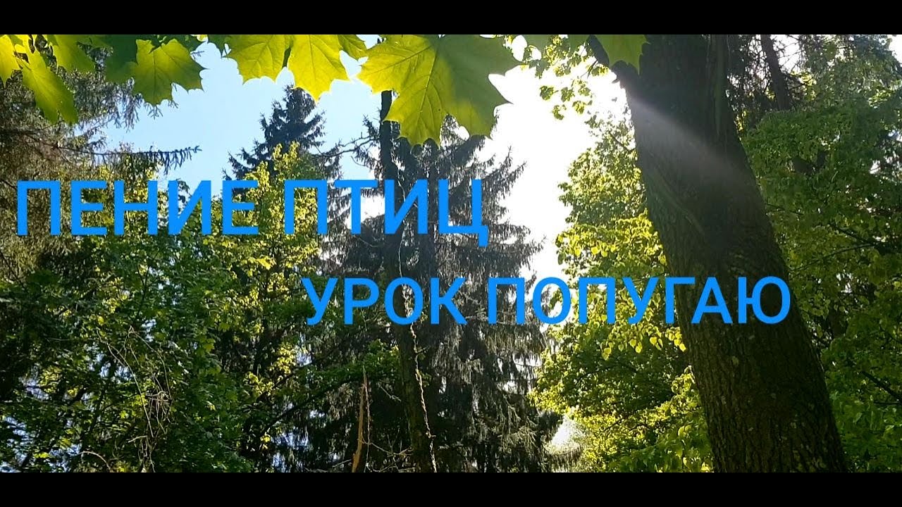 ПЕНИЕ ЛЕСНЫХ ПТИЦ. УРОК 7. УЧИМ ПОПУГАЯ ПЕТЬ КРАСИВЫЕ ТРЕЛИ!