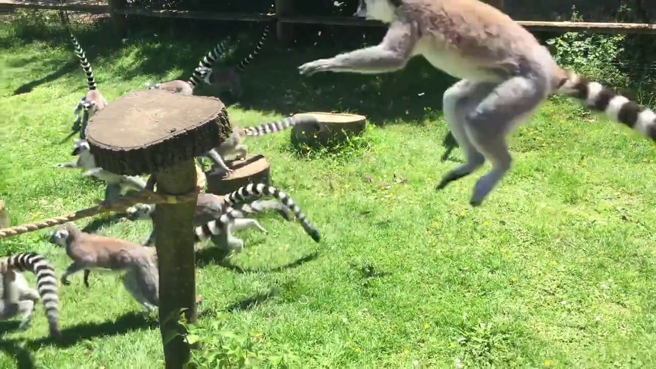 Gang of lemurs attack duck and duckling