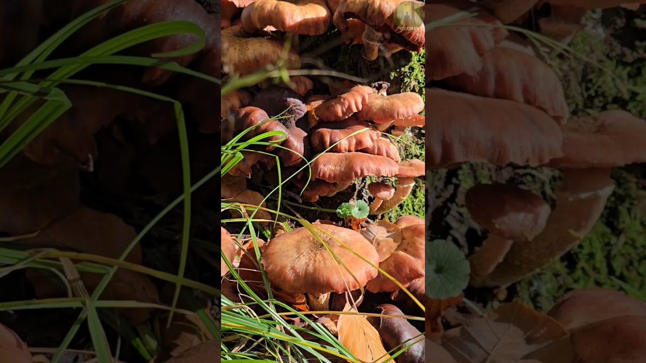These Mushrooms Shouldn’t Be Here 🍄🍂 