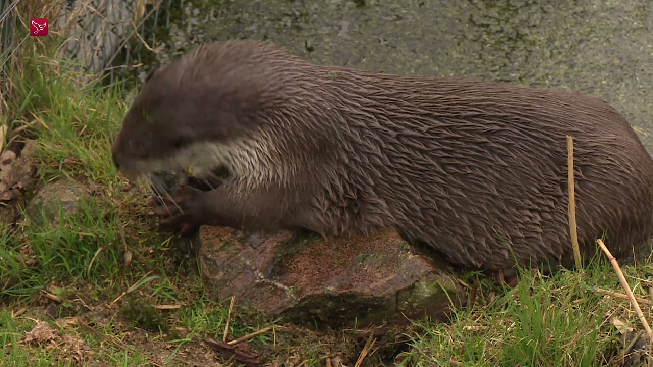 Natuurpark verbouwt otterverblijf: meer ruimte voor otters en bezoekers