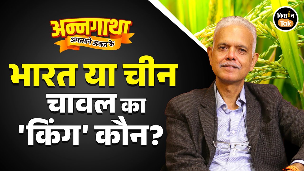 Tips: कृषि वैज्ञानिकों का वो मंत्र जिससे 70 क्विंटल प्रति हेक्टेयर हो जाएगी धान की पैदावार #paddy