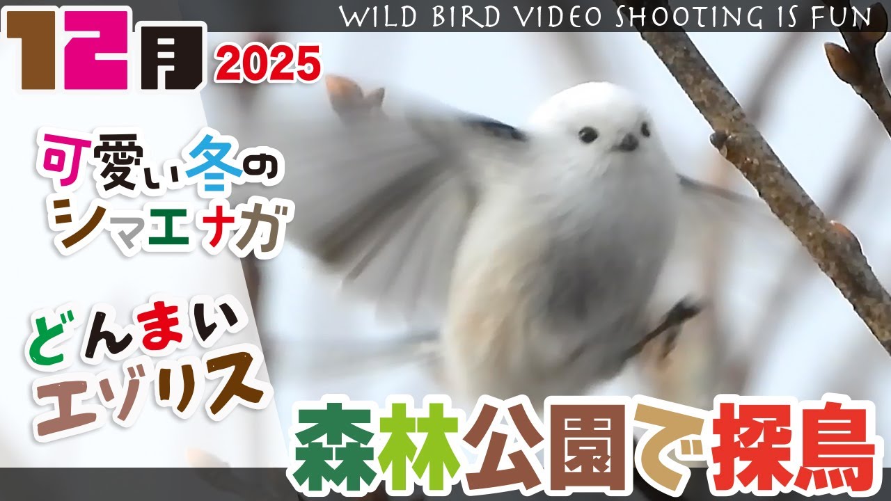 森林公園で探鳥2025年12月【 可愛い冬のシマエナガ・キクイタダキ・どんまいエゾリス他】