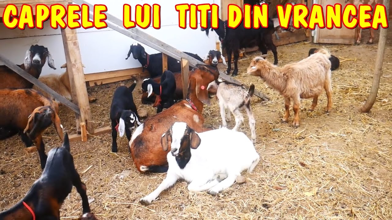 Viața la țară - Turma de Capre Anglo-nubiene ale prietenului meu Titi din Vrancea