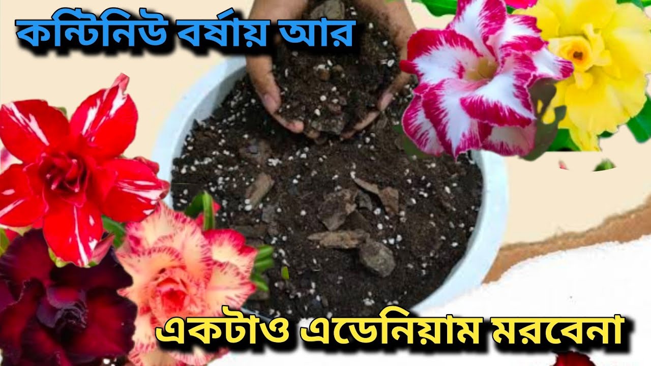 এডেনিয়ম 🌸গাছের কোডেক্স দীগুণ বেড়ে যাবে | Best Fertilizer For Adenium Bloom | Desert Rose | Flowers