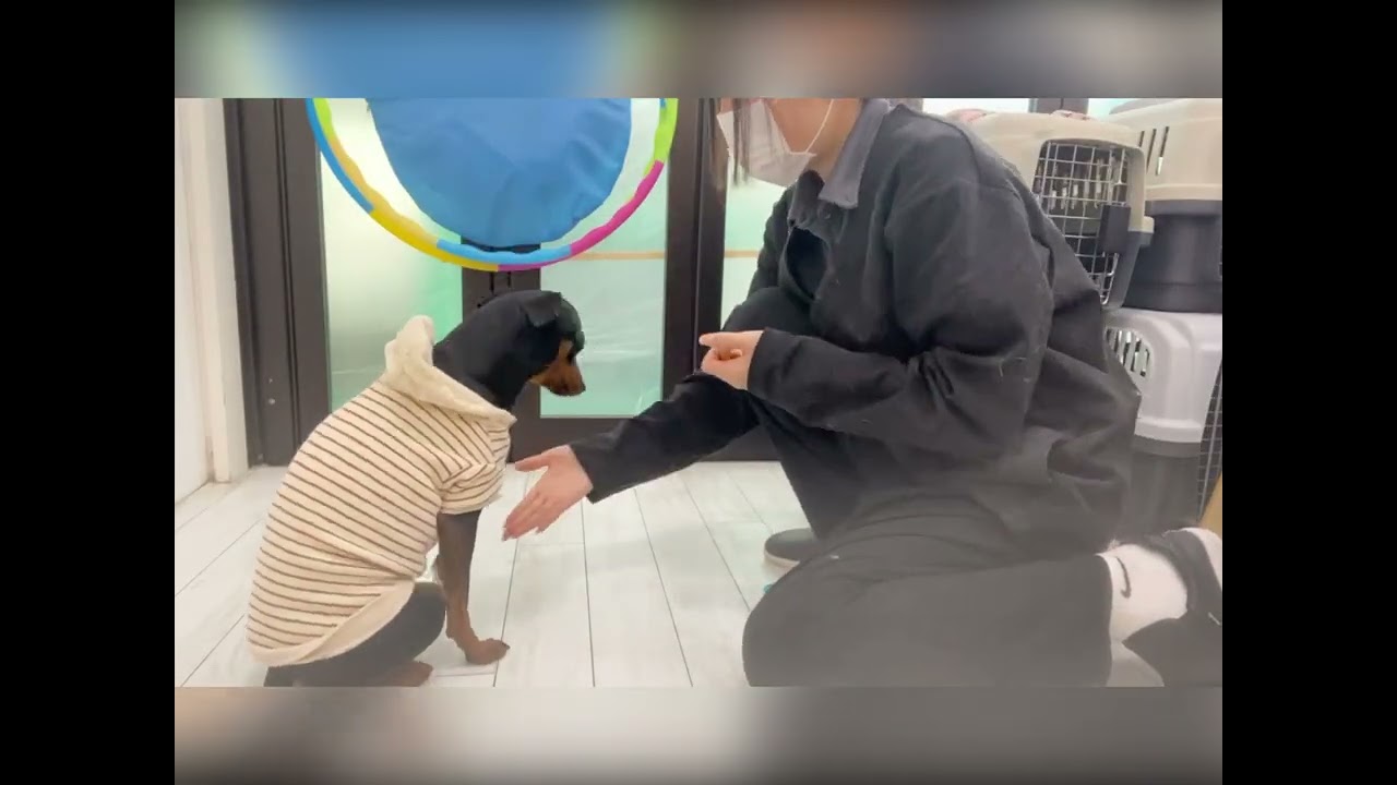 🐕 手作りカリカリささみを「ぺっ」と吐き出す鈴世😂 犬の幼稚園トレーニング日記🎓