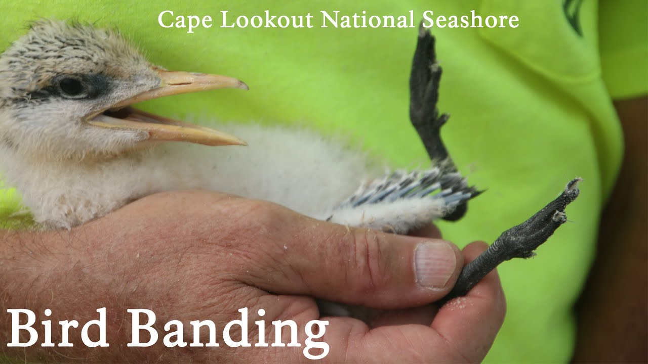 Bird Banding - Royal and Sandwich Terns