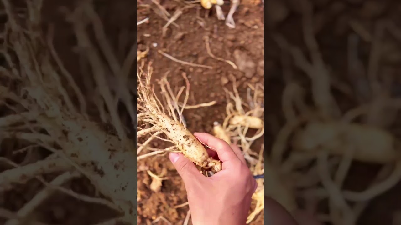 Morning Ginseng Harvest.