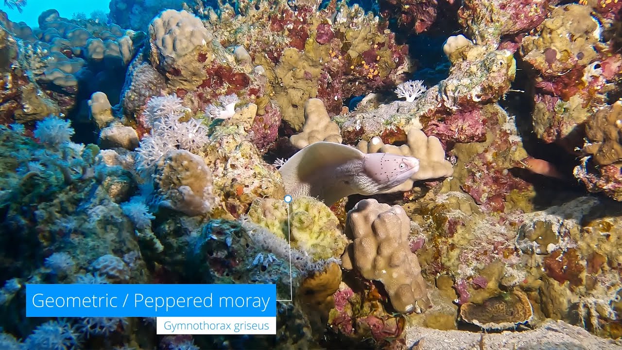 DAHAB - Dive No. 12 - El Bells to The Blue Hole (14.2.2024)