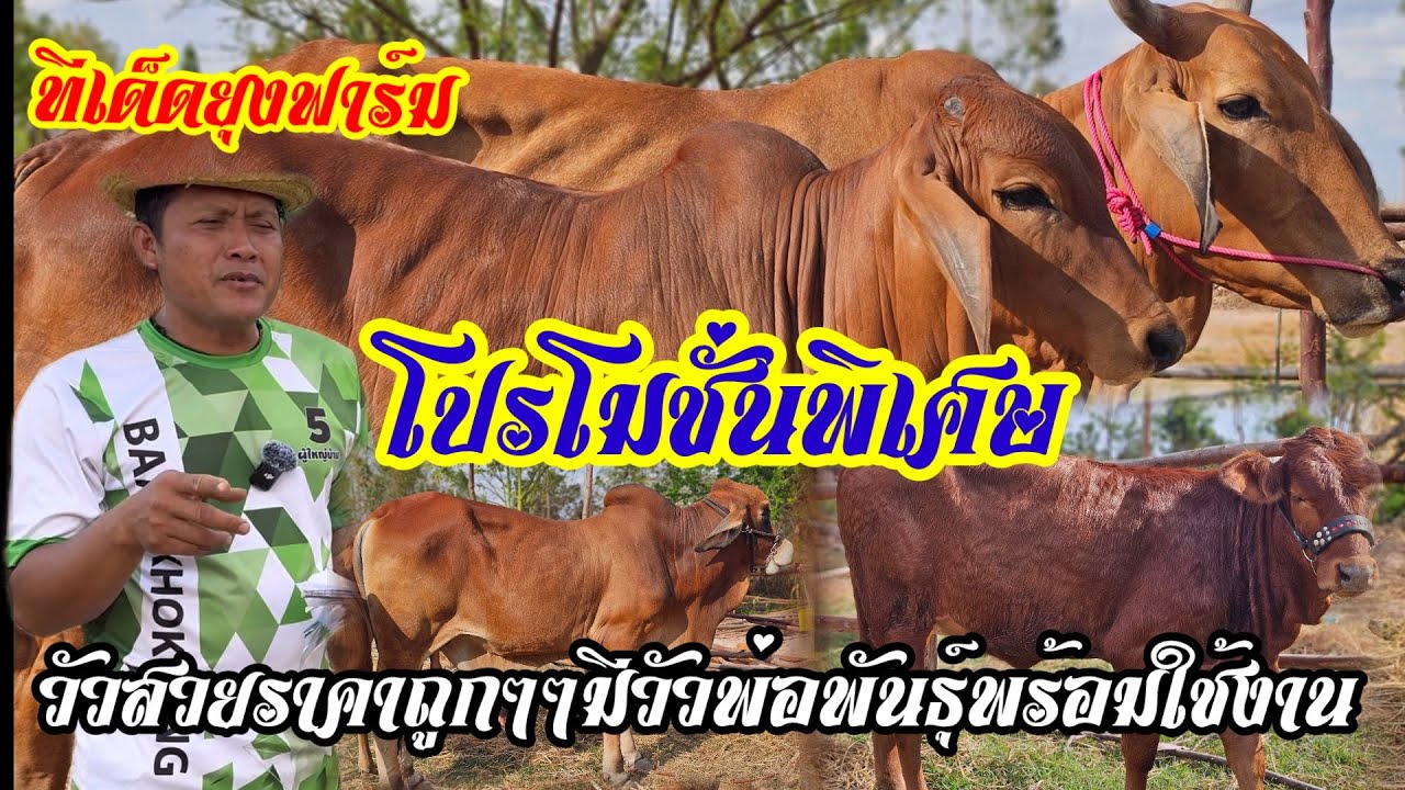 วัวงามวัวเลี้ยงอนาคตพ่อพันธุ์ แม่ลูกราคาถูกๆ พยุงฟาร์ม #วัว  #วัวงาม  #ขายวัวยกคอก