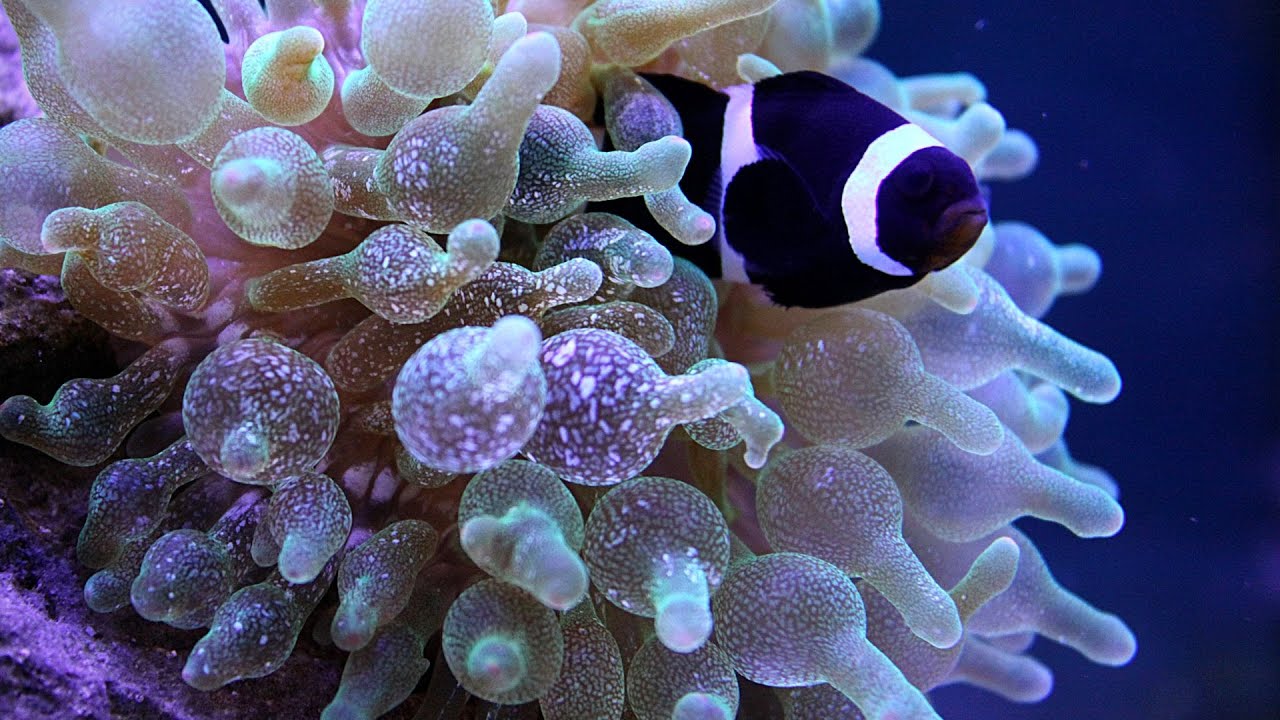 Clown Fish and Anemone Hosting