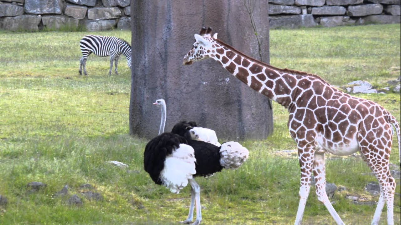 kristiandsand dyrepark 2015