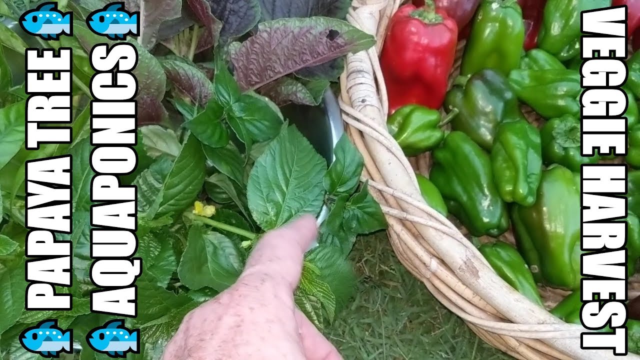 Update Vlog | Aquaponic System - Vegepod Harvest - Container Papaya & MORE