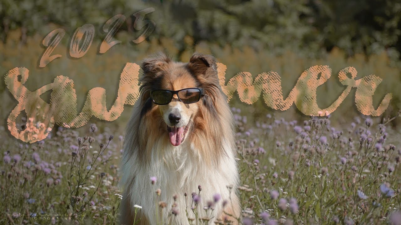 Summer 2025 || Dog tricks by Thunder