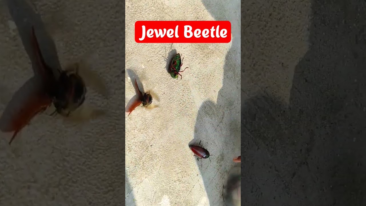 Jewel Beetle Sternocera sternicornis orientalis #jewelbeetle #beetle #insects #Redsternocera #insect