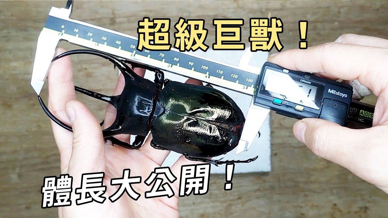 【山林蟲坊】殘念！超級南洋大兜蟲數據大公開！ | Pity! The Size of The Super Chalcosoma chiron belangeri is Revealed!
