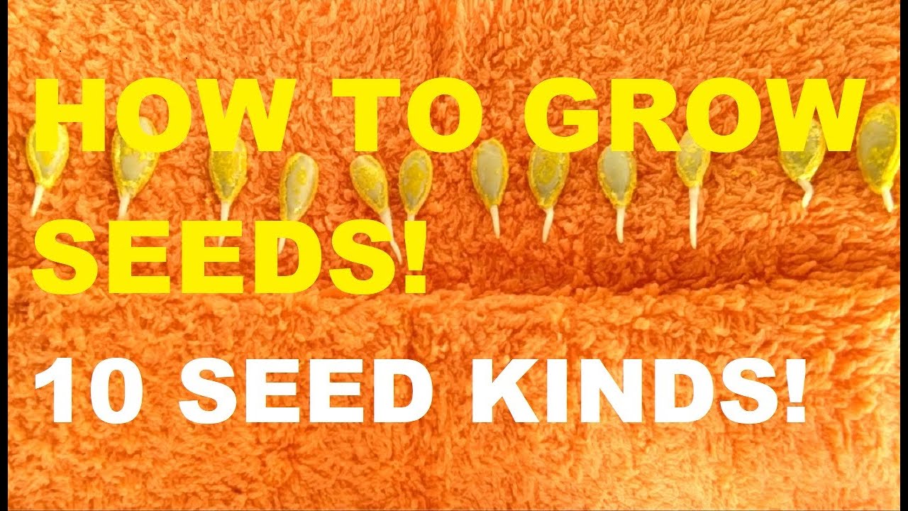 HOW TO GROW SEEDS | PLANT SEEDS | GARDENING PHILIPPINES
