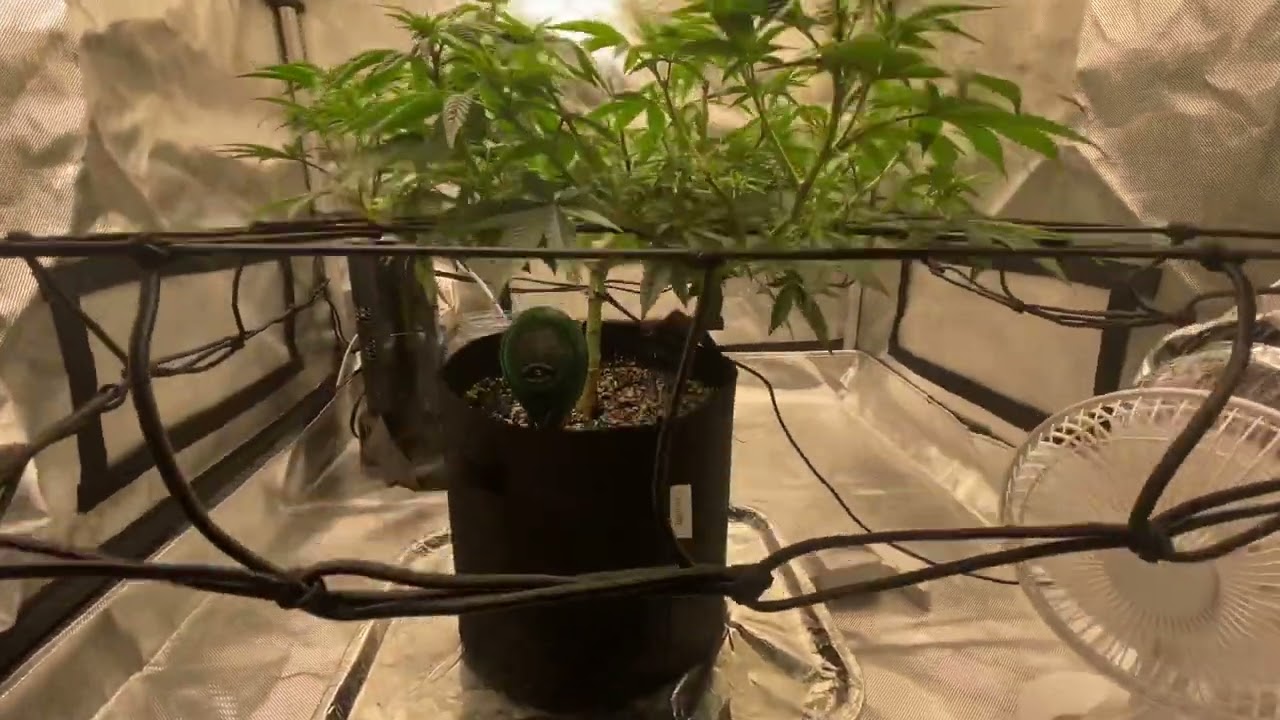 Trellis net installed in the 3x3 AC Infinity tent