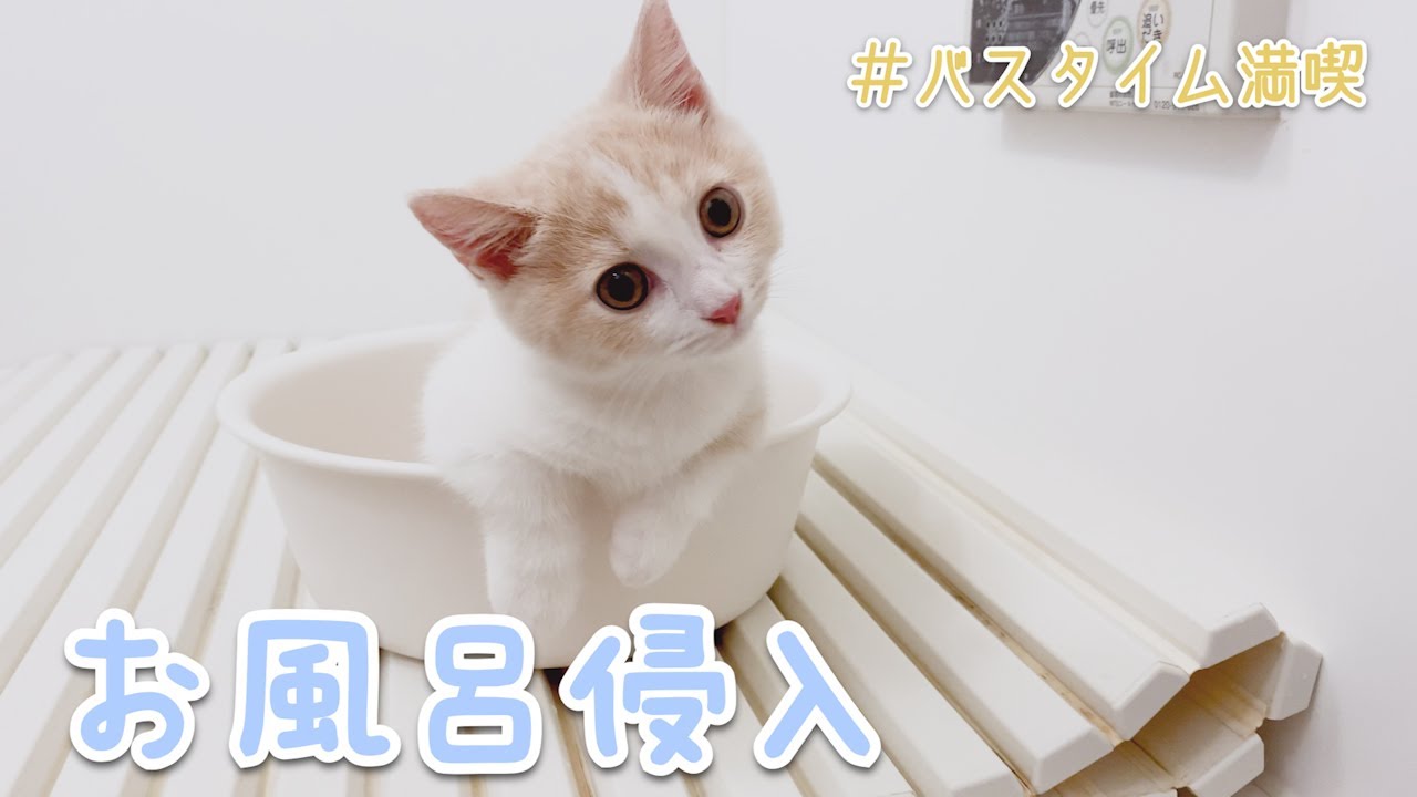お風呂に侵入してきちゃった子猫が可愛すぎました【マンチカン】
