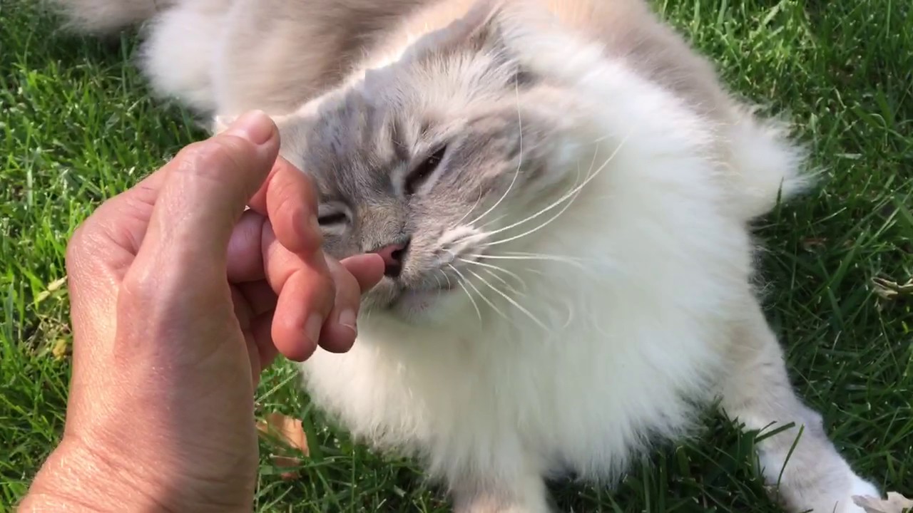 Ragdoll Cats Charlie and Trigg at start of Memorial Day Weekend 2017