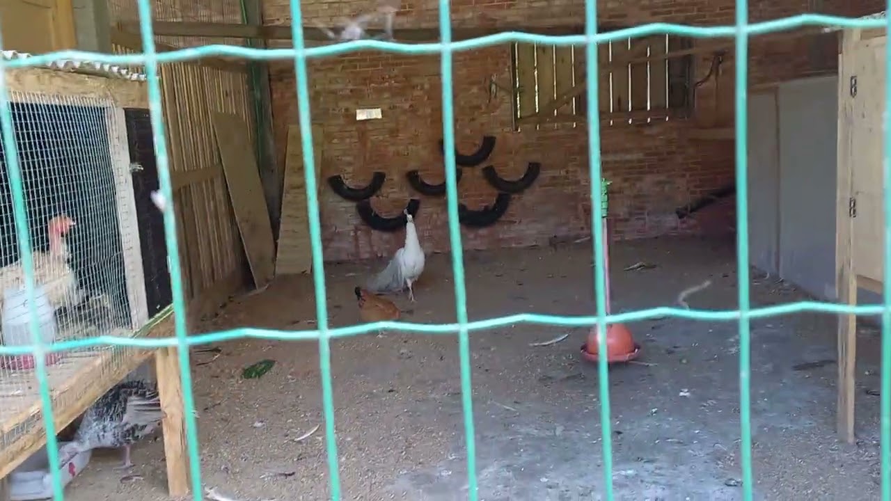 O pavão não quis exibir seu leque