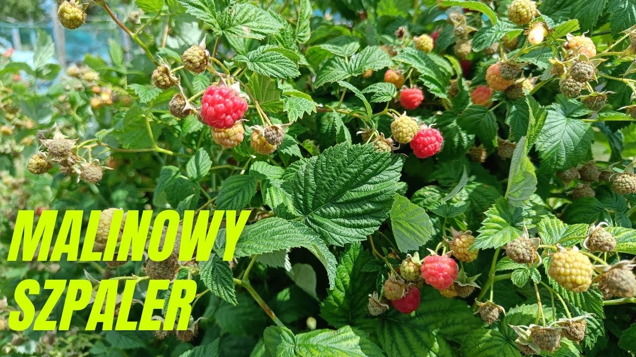 Malinowy szpaler. Najlepszy sposób prowadzenia malin?