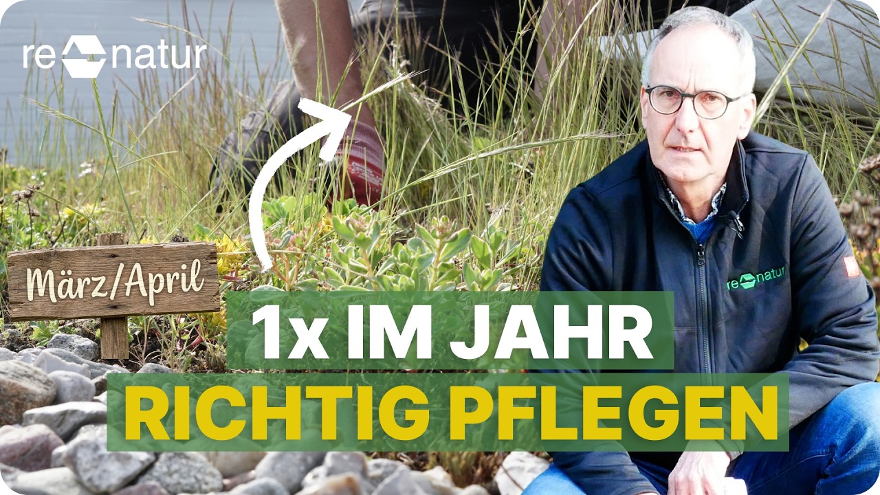 Gründach pflegen: Die 5 wichtigsten Schritte für ein gesundes Jahr (März/April)