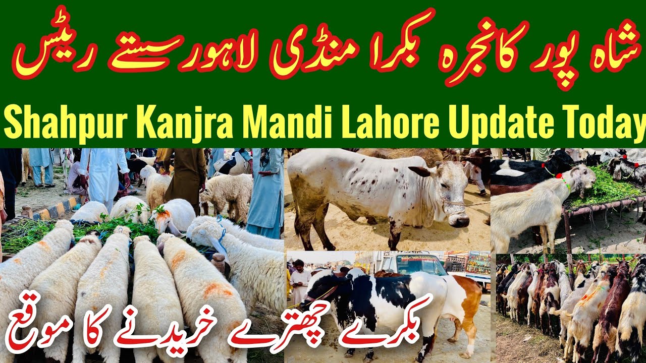 Bakra Mandi Latest Video, Cow Mandi 2026 Vlog, Shahpur Kanjra Mandi, Bakra Mandi Lahore, Mr Phirtu