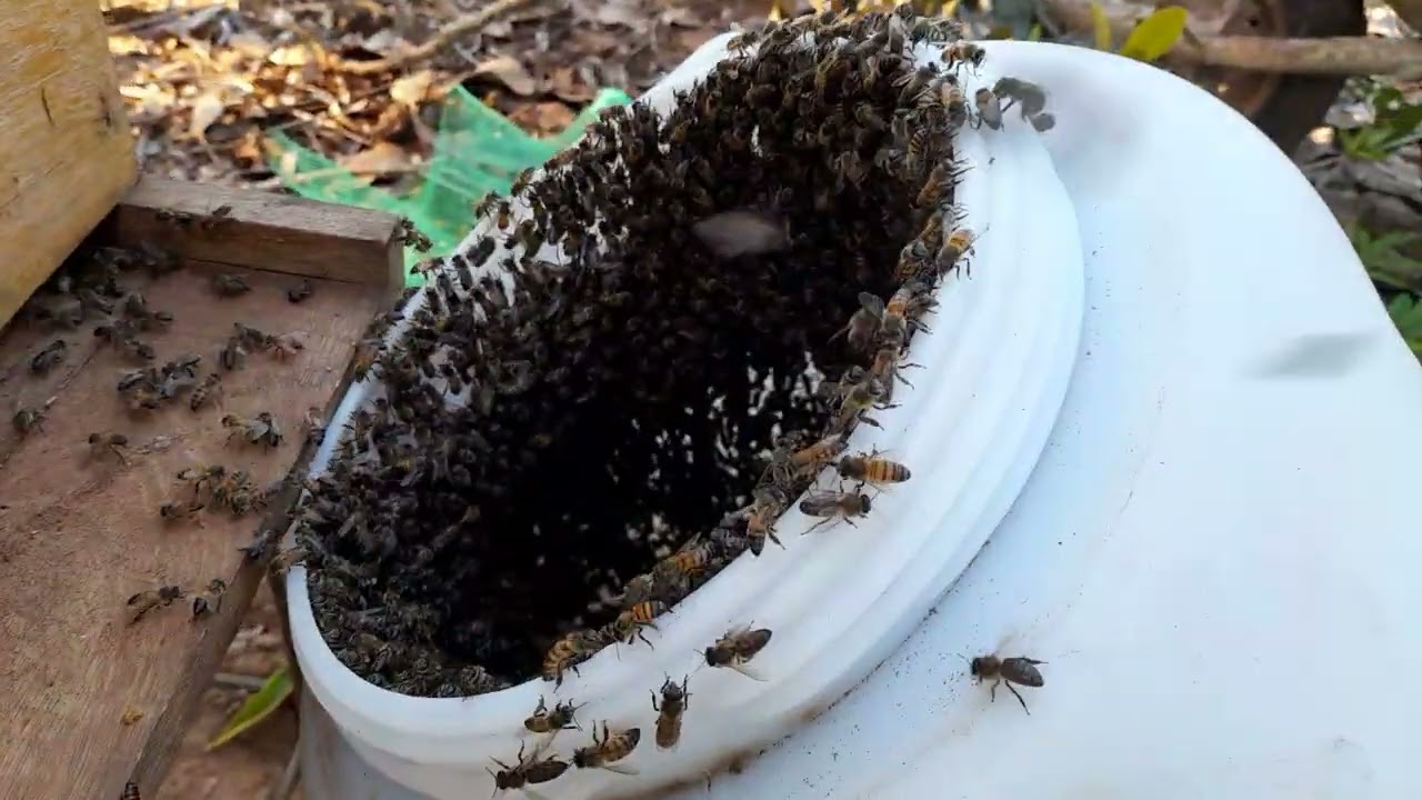 Soltura das abelhas após a aspir.