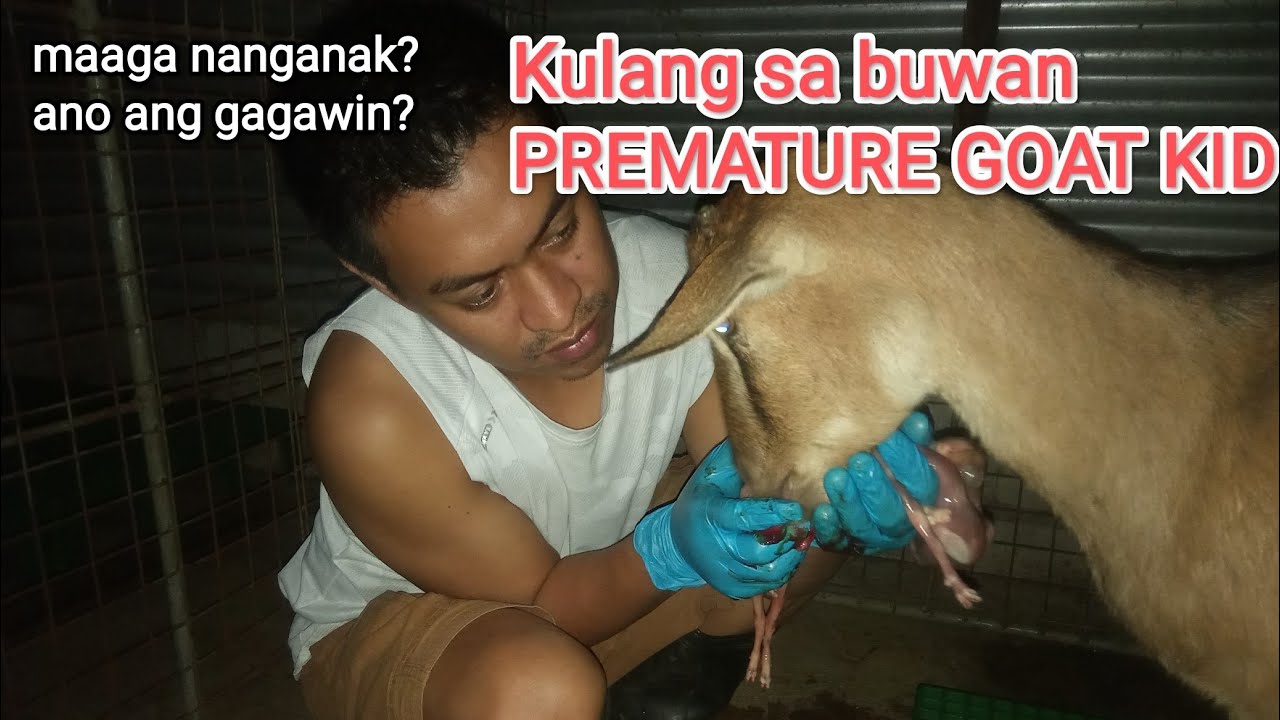 Kulang sa buwan ang bisiro - PREMATURE goat kid
