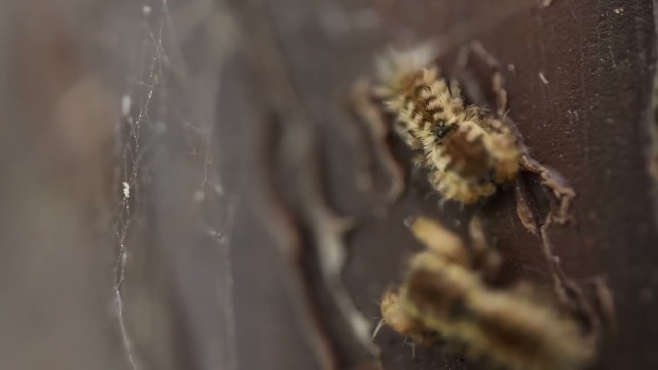 Uroballus carlei mating