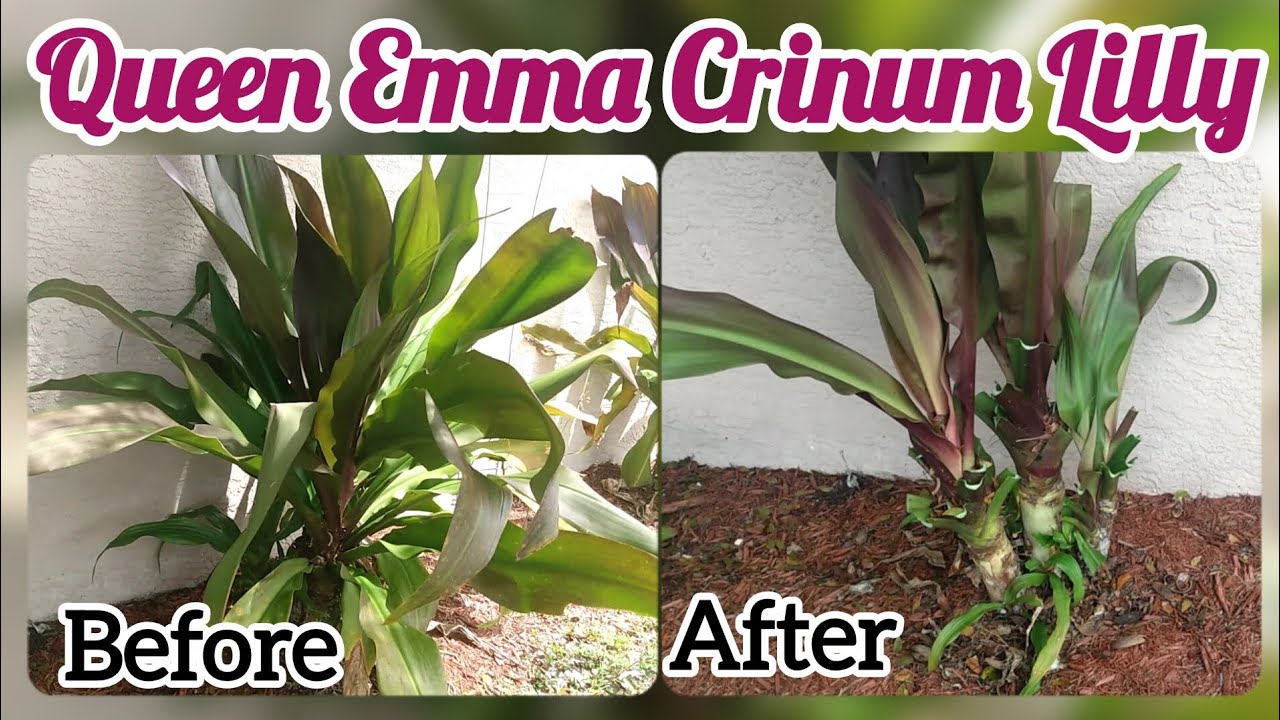 Pruning Our Queen Emma Crinum Lillies
