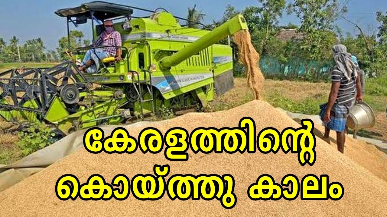 Paddy Harvesting in Kerala | How Rice Is made | Rice Harvesting Machine കേരളത്തിന്റെ കൊയ്ത്തുകാലം