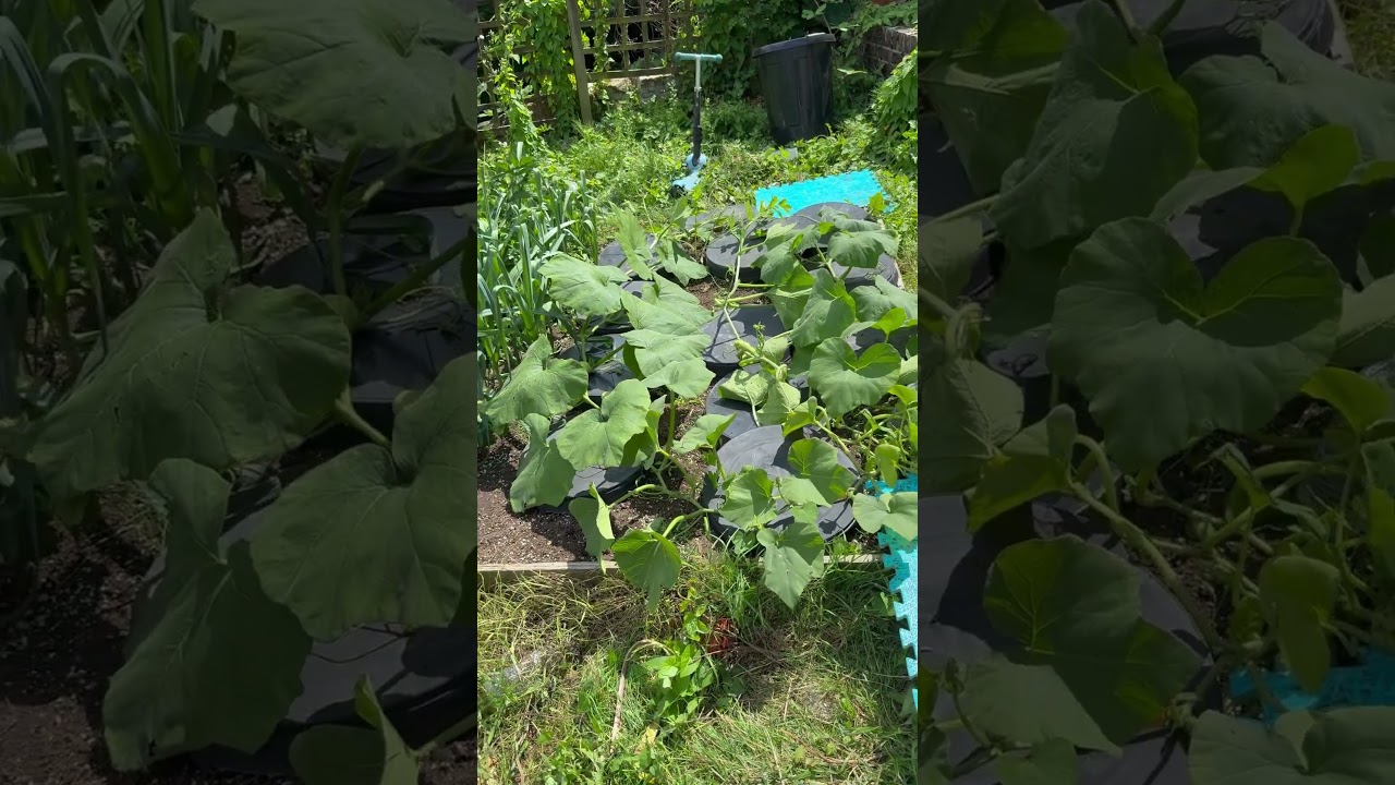 UK OUTDOOR GROW EGG PLANT (aubergine)